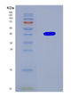 SDS-PAGE analysis of Human BMP2 (Bone Morphogenetic Protein 2) - Recombinant Protein, CAT# BLT-08527P showing >90% purity under 15% SDS-PAGE (Reduced)