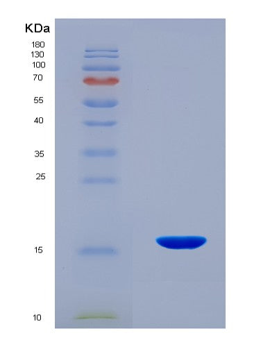 SDS-PAGE analysis of Mouse Gdf6 (Growth/Differentiation Factor 6) - Recombinant Protein, CAT# BLT-08530P showing >90% purity under 15% SDS-PAGE (Reduced)