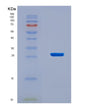 SDS-PAGE analysis of Mouse Itgb1 (Integrin Beta-1) - Recombinant Protein, CAT# BLT-08534P showing >90% purity under 15% SDS-PAGE (Reduced)