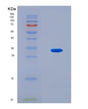 SDS-PAGE analysis of Human DCT (L-Dopachrome Tautomerase) - Recombinant Protein, CAT# BLT-08541P showing >90% purity under 15% SDS-PAGE (Reduced)