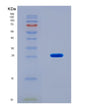 SDS-PAGE analysis of Human CFD (Complement Factor D) - Recombinant Protein, CAT# BLT-08547P showing >90% purity under 15% SDS-PAGE (Reduced)