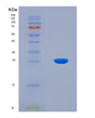 SDS-PAGE analysis of Human KAT2B (Histone Acetyltransferase Kat2B) - Recombinant Protein, CAT# BLT-08538P showing >90% purity under 15% SDS-PAGE (Reduced)