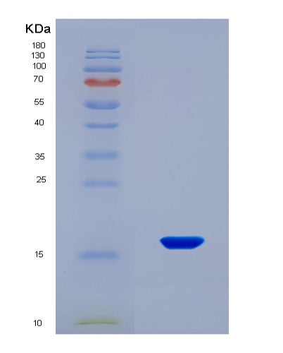 SDS-PAGE analysis of Human APOA1 (Apolipoprotein A-I) - Recombinant Protein, CAT# BLT-08553P showing >90% purity under 15% SDS-PAGE (Reduced)