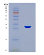 SDS-PAGE analysis of Human RNF123 (E3 Ubiquitin-Protein Ligase Rnf123) - Recombinant Protein, CAT# BLT-08558P showing >90% purity under 15% SDS-PAGE (Reduced)