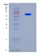SDS-PAGE analysis of Human DLL3 (Delta-Like Protein 3) - Recombinant Protein, CAT# BLT-08564P showing >90% purity under 15% SDS-PAGE (Reduced)