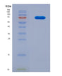 SDS-PAGE analysis of Mouse Hspa9 (Stress-70 Protein, Mitochondrial) - Recombinant Protein, CAT# BLT-08566P showing >90% purity under 15% SDS-PAGE (Reduced)