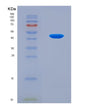 SDS-PAGE analysis of Human DMKN (Dermokine) - Recombinant Protein, CAT# BLT-08571P showing >90% purity under 15% SDS-PAGE (Reduced)