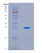 SDS-PAGE analysis of Mouse Gc (Vitamin D-Binding Protein) - Recombinant Protein, CAT# BLT-08573P showing >90% purity under 15% SDS-PAGE (Reduced)