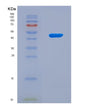 SDS-PAGE analysis of Human FOXO3 (Forkhead Box Protein O3) - Recombinant Protein, CAT# BLT-08575P showing >90% purity under 15% SDS-PAGE (Reduced)