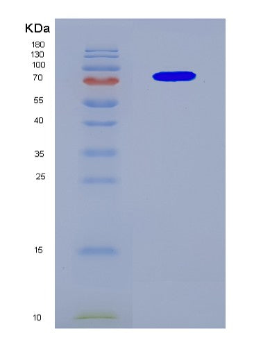 SDS-PAGE analysis of Human CUL3 (Cullin-3) - Recombinant Protein, CAT# BLT-08580P showing >90% purity under 15% SDS-PAGE (Reduced)