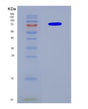 SDS-PAGE analysis of Human CUL3 (Cullin-3) - Recombinant Protein, CAT# BLT-08580P showing >90% purity under 15% SDS-PAGE (Reduced)