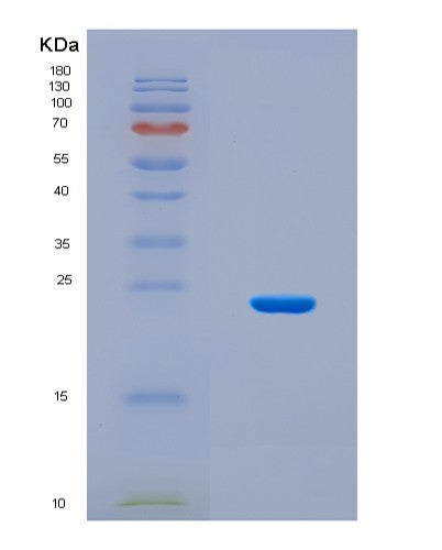 SDS-PAGE analysis of Mouse Ndufa8 (Nadh Dehydrogenase [Ubiquinone] 1 Alpha Subcomplex Subunit 8) - Recombinant Protein, CAT# BLT-08591P showing >90% purity under 15% SDS-PAGE (Reduced)