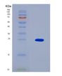 SDS-PAGE analysis of Human PCM1 (Pericentriolar Material 1 Protein) - Recombinant Protein, CAT# BLT-08592P showing >90% purity under 15% SDS-PAGE (Reduced)