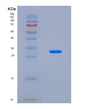 SDS-PAGE analysis of Human NR3C1 (Glucocorticoid Receptor) - Recombinant Protein, CAT# BLT-08596P showing >90% purity under 15% SDS-PAGE (Reduced)