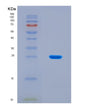 SDS-PAGE analysis of Mouse Tln1 (Talin-1) - Recombinant Protein, CAT# BLT-08601P showing >90% purity under 15% SDS-PAGE (Reduced)