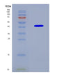 SDS-PAGE analysis of Human EGFR (Epidermal Growth Factor Receptor) - Recombinant Protein, CAT# BLT-08603P showing >90% purity under 15% SDS-PAGE (Reduced)