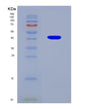 SDS-PAGE analysis of Human HPF1 (Histone Parylation Factor 1) - Recombinant Protein, CAT# BLT-08604P showing >90% purity under 15% SDS-PAGE (Reduced)