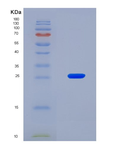 SDS-PAGE analysis of Mouse Vegfb (Vascular Endothelial Growth Factor B) - Recombinant Protein, CAT# BLT-08608P showing >90% purity under 15% SDS-PAGE (Reduced)