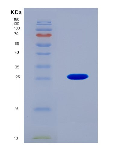 SDS-PAGE analysis of Mouse Grem1 (Gremlin-1) - Recombinant Protein, CAT# BLT-08609P showing >90% purity under 15% SDS-PAGE (Reduced)