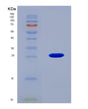 SDS-PAGE analysis of Mouse Grem1 (Gremlin-1) - Recombinant Protein, CAT# BLT-08609P showing >90% purity under 15% SDS-PAGE (Reduced)