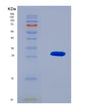 SDS-PAGE analysis of Human RSPO1 (R-Spondin-1) - Recombinant Protein, CAT# BLT-08615P showing >90% purity under 15% SDS-PAGE (Reduced)