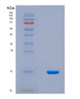 SDS-PAGE analysis of Human PLA2G5 (Phospholipase A2 Group V) - Recombinant Protein, CAT# BLT-08618P showing >90% purity under 15% SDS-PAGE (Reduced)