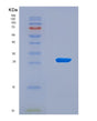 SDS-PAGE analysis of Human MYH9 (Myosin-9) - Recombinant Protein, CAT# BLT-08622P showing >90% purity under 15% SDS-PAGE (Reduced)