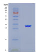 SDS-PAGE analysis of Mouse Insrr (Insulin Receptor-Related Protein) - Recombinant Protein, CAT# BLT-08629P showing >90% purity under 15% SDS-PAGE (Reduced)