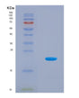 SDS-PAGE analysis of Human CXCR4 (C-X-C Chemokine Receptor Type 4) - Recombinant Protein, CAT# BLT-08637P showing >90% purity under 15% SDS-PAGE (Reduced)