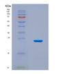 SDS-PAGE analysis of Human RNF43 (E3 Ubiquitin-Protein Ligase Rnf43) - Recombinant Protein, CAT# BLT-08638P showing >90% purity under 15% SDS-PAGE (Reduced)