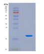 SDS-PAGE analysis of Human PLAU (Urokinase-Type Plasminogen Activator) - Recombinant Protein, CAT# BLT-08641P showing >90% purity under 15% SDS-PAGE (Reduced)