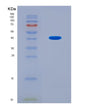 SDS-PAGE analysis of Mouse B3gnt3 (N-Acetyllactosaminide Beta-1,3-N-Acetylglucosaminyltransferase 3) - Recombinant Protein, CAT# BLT-08642P showing >90% purity under 15% SDS-PAGE (Reduced)