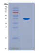 SDS-PAGE analysis of Human B3GNT3 (N-Acetyllactosaminide Beta-1,3-N-Acetylglucosaminyltransferase 3) - Recombinant Protein, CAT# BLT-08643P showing >90% purity under 15% SDS-PAGE (Reduced)