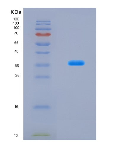 SDS-PAGE analysis of Mouse Ybx1 (Y-Box-Binding Protein 1) - Recombinant Protein, CAT# BLT-08644P showing >90% purity under 15% SDS-PAGE (Reduced)