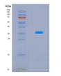 SDS-PAGE analysis of Mouse Ybx1 (Y-Box-Binding Protein 1) - Recombinant Protein, CAT# BLT-08644P showing >90% purity under 15% SDS-PAGE (Reduced)
