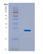 SDS-PAGE analysis of Human ITGB8 (Integrin Beta-8) - Recombinant Protein, CAT# BLT-08647P showing >90% purity under 15% SDS-PAGE (Reduced)