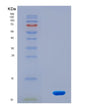 SDS-PAGE analysis of Mouse Pdgfa (Platelet-Derived Growth Factor Subunit A) - Recombinant Protein, CAT# BLT-08650P showing >95% purity under 15% SDS-PAGE (Reduced)