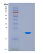 SDS-PAGE analysis of Mouse Fgf2 (Fibroblast Growth Factor 2) - Recombinant Protein, CAT# BLT-08651P showing >95% purity under 15% SDS-PAGE (Reduced)