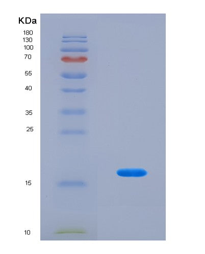 SDS-PAGE analysis of Human ATG12 (Ubiquitin-Like Protein Atg12) - Recombinant Protein, CAT# BLT-08652P showing >90% purity under 15% SDS-PAGE (Reduced)