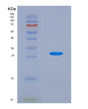 SDS-PAGE analysis of Human CAMK2G (Calcium/Calmodulin-Dependent Protein Kinase Type Ii Subunit Gamma) - Recombinant Protein, CAT# BLT-08662P showing >90% purity under 15% SDS-PAGE (Reduced)