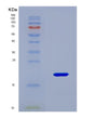 SDS-PAGE analysis of Mouse Rrn3 (Rna Polymerase I-Specific Transcription Initiation Factor Rrn3) - Recombinant Protein, CAT# BLT-08663P showing >90% purity under 15% SDS-PAGE (Reduced)