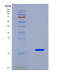 SDS-PAGE analysis of Mouse Rprd2 (Regulation Of Nuclear Pre-Mrna Domain-Containing Protein 2) - Recombinant Protein, CAT# BLT-08664P showing >90% purity under 15% SDS-PAGE (Reduced)
