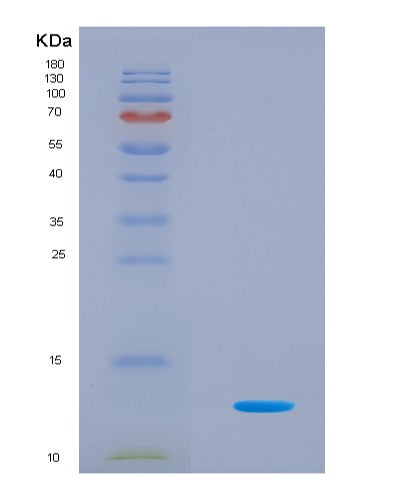 SDS-PAGE analysis of Mouse H4c1 (Histone H4) - Recombinant Protein, CAT# BLT-08669P showing >90% purity under 15% SDS-PAGE (Reduced)
