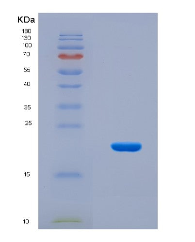 SDS-PAGE analysis of Mouse Rbm8a (Rna-Binding Protein 8A) - Recombinant Protein, CAT# BLT-08670P showing >90% purity under 15% SDS-PAGE (Reduced)