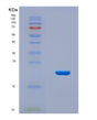 SDS-PAGE analysis of Mouse Rbm8a (Rna-Binding Protein 8A) - Recombinant Protein, CAT# BLT-08670P showing >90% purity under 15% SDS-PAGE (Reduced)