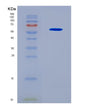 SDS-PAGE analysis of Human GBP5 (Guanylate-Binding Protein 5) - Recombinant Protein, CAT# BLT-08671P showing >90% purity under 15% SDS-PAGE (Reduced)