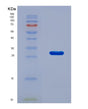 SDS-PAGE analysis of Human TNKS (Poly [Adp-Ribose] Polymerase Tankyrase-1) - Recombinant Protein, CAT# BLT-08672P showing >90% purity under 15% SDS-PAGE (Reduced)
