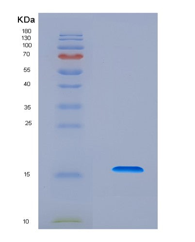 SDS-PAGE analysis of Human GDF11 (Growth/Differentiation Factor 11) - Recombinant Protein, CAT# BLT-08674P showing >90% purity under 15% SDS-PAGE (Reduced)