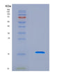 SDS-PAGE analysis of Human GDF11 (Growth/Differentiation Factor 11) - Recombinant Protein, CAT# BLT-08674P showing >90% purity under 15% SDS-PAGE (Reduced)