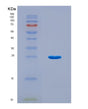SDS-PAGE analysis of Human IL6R (Interleukin-6 Receptor Subunit Alpha) - Recombinant Protein, CAT# BLT-08676P showing >90% purity under 15% SDS-PAGE (Reduced)